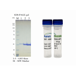 Kras Wild Type (WT), GST-tag  